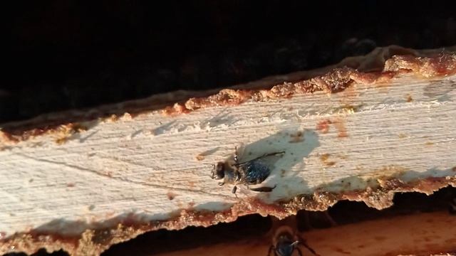 Гибель пчёл в Подмосковье часть 1. Какие проблемы содержания пчёл. Кто даст деньги на пасеку.