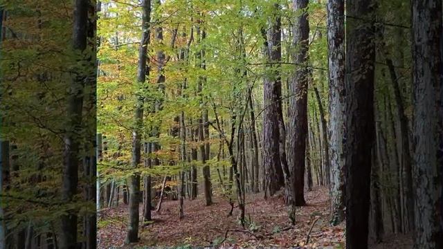 Здравствуй, осень. 25.10.23. смотреть онлайн