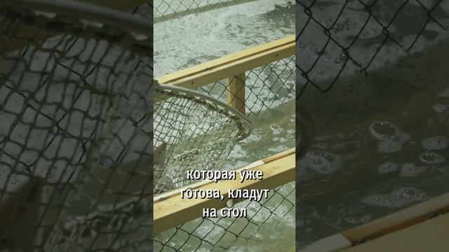 Получение Черной икры s5 смотреть онлайн