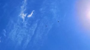 Тренировка, Николаевские голуби молодёжь 10.05.2022 г