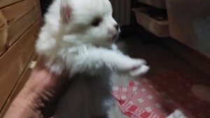 Как растут наши щеночки, немецкие шпицы, кому?