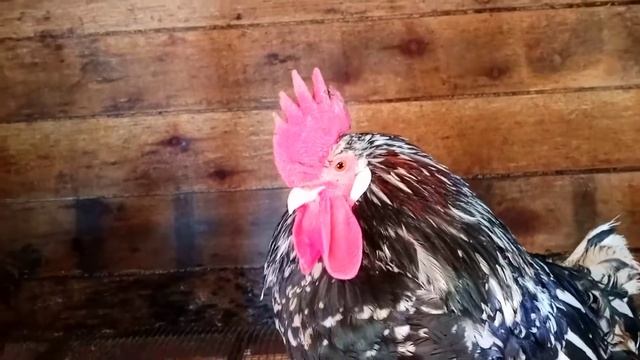 Деревенский двор смотреть онлайн