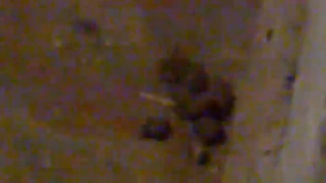 какашка!!!! смотреть онлайн