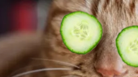 играю в чикен Ган часть первая