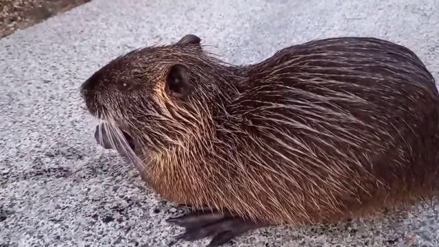 Такая милая нутрия!!!/Such A Cute Nutria!!!