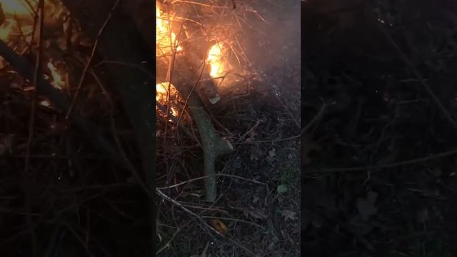 Кастор смотреть онлайн