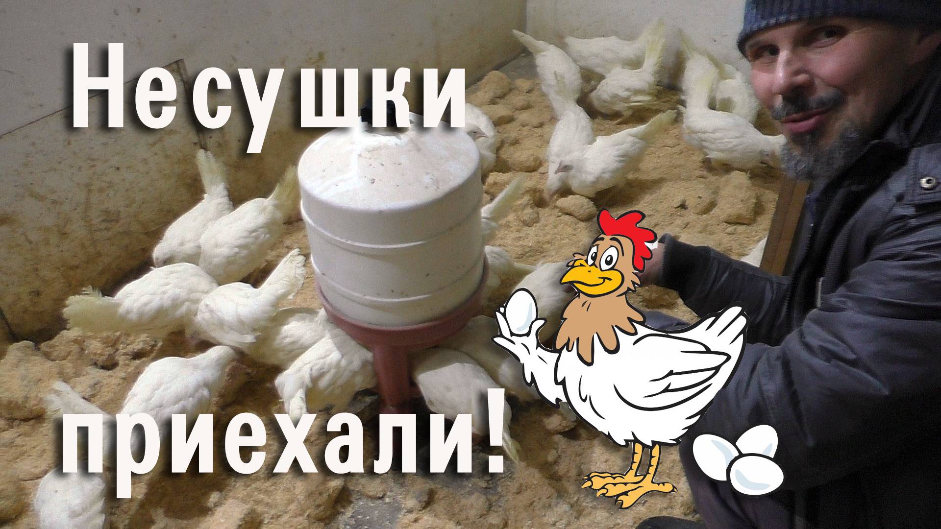 Встречаем кур-несушек! 🐔🐓🥚