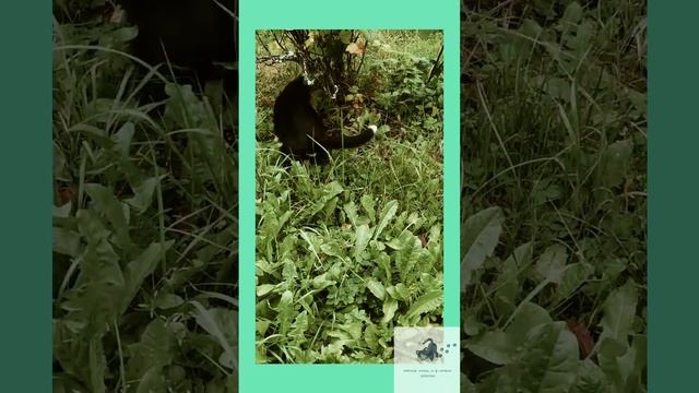 Кошки приколы #5 смотреть онлайн