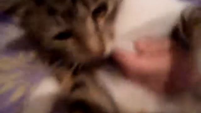 Кот дает лапу! смотреть онлайн