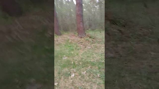 майский бор во всей красе смотреть онлайн