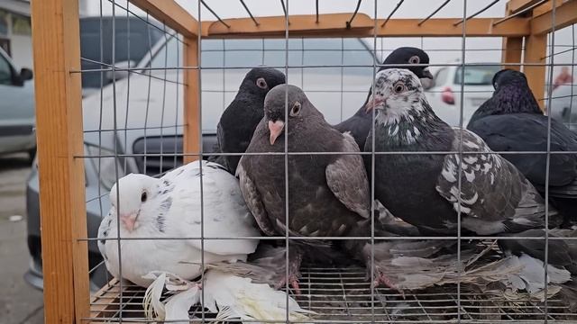 Голуби цены Птичий рынок г Прохладный -ч1 смотреть онлайн