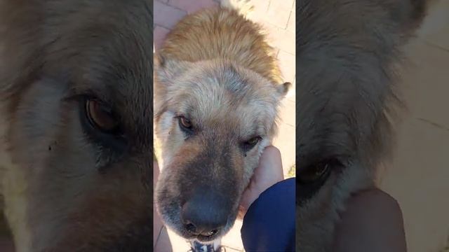 Добрая Собака #собака #приколы #питомец #доброта #жывотные смотреть онлайн