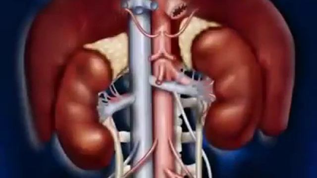 3D Animation of Human urinary system (or) Renal system. смотреть онлайн