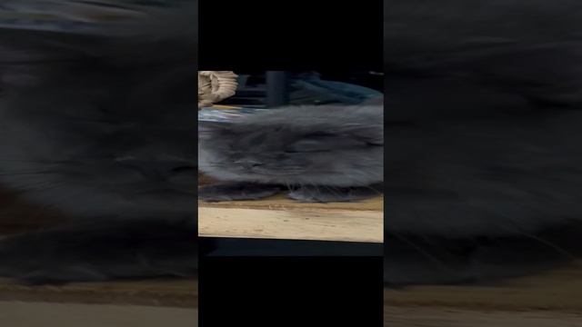 Поговорим?.mp4, #shorts#cats