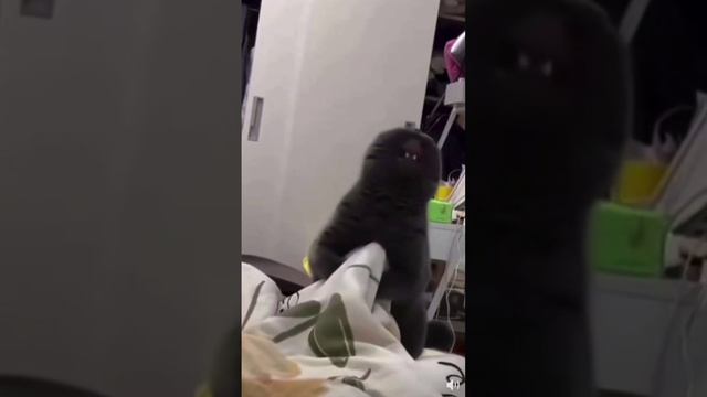 С вас подписка 👈