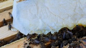 БЕЛКОВАЯ ПОДКОРМКА, БУРНЫЙ РОСТ, то что точно работает.