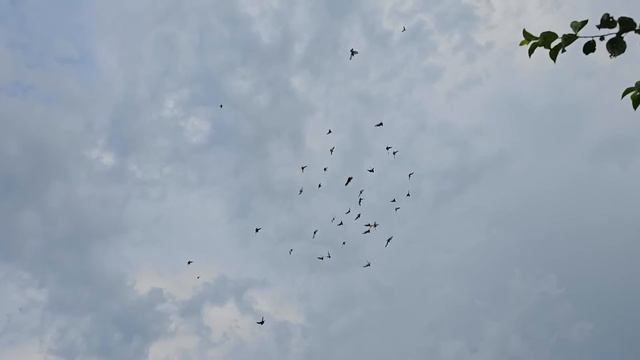 Голуби жара хрипы и насморк смотреть онлайн