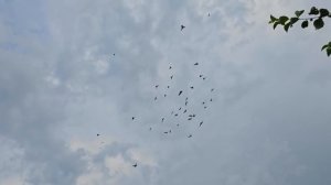 Голуби жара хрипы и насморк