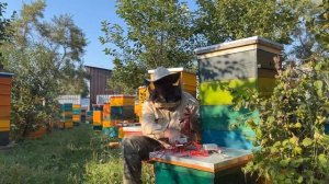 УНИЧТОЖАЕМ КЛЕЩА НА ПАСЕКЕ