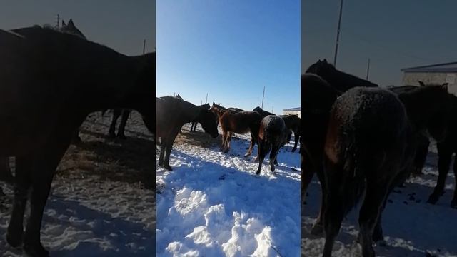 Косяк полутяжного жеребца смотреть онлайн