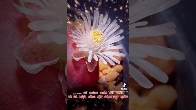 HOA TÀN HOA LẠI NỞ SEN ĐÁ ĐẸP LIPTHOPS SEN MÔNG SEN ĐÁ ĐÔNG PHƯỚC 0975623095 смотреть онлайн