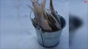 Ведро рыбы