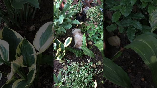 В ПОИСКАХ ПРОХЛАДЫ #цветники #garden #сад смотреть онлайн