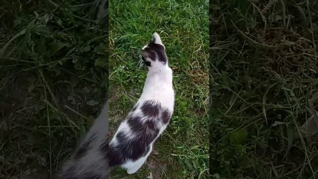 кошка Венера, кормим, играем!!!! смотреть онлайн