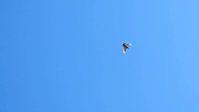 Голуби 70 + командировка 2км смотреть онлайн