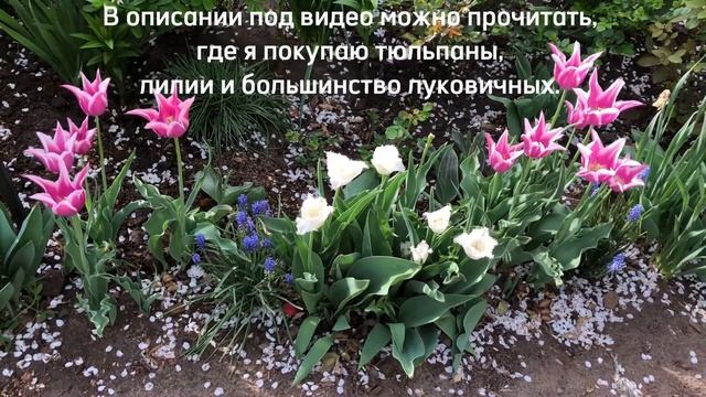 САД ЦВЕТЁТ. КЕРРИЯ ЗАМЕНЯЕТ ВЕСНОЙ РОЗЫ. ОТВЕЧАЮ НА ВОПРОС, ГДЕ Я ПОКУПАЮ ЛУКОВИЧНЫЕ. смотреть онлайн