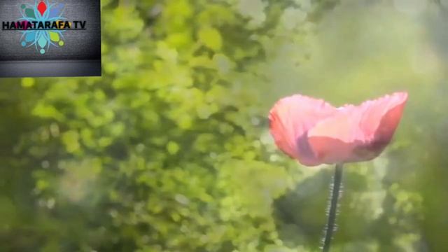ИСТОРИЯ МУЖ И ЖЕНА 20/07/2018 смотреть онлайн