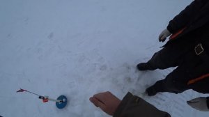 ДИЧАЙШИЙ ЖОР ВЕСЕННЕЙ ЩУКИ!!! 3 мая 2020 г. на льду!!! часть 1