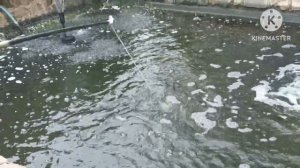 Перевод рыбы в новый пруд_осётр стерлядь форель карп  ленка