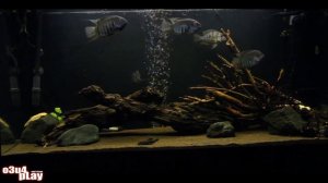 Мой аквариум 300 литров (версия 1.0) | Обзор аквариума