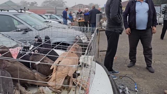 Голуби цены Птичий рынок г Прохладный смотреть онлайн
