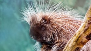 Дикобраз - Наталия Лансере - песня для детей. Музыкальный клип про животных.