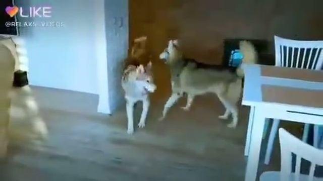 прикол про собак. зачем звать если нет вкусняшек?