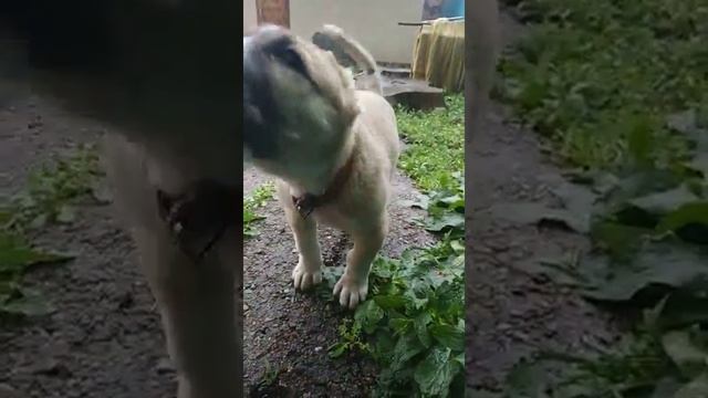 собака лает! Бобик