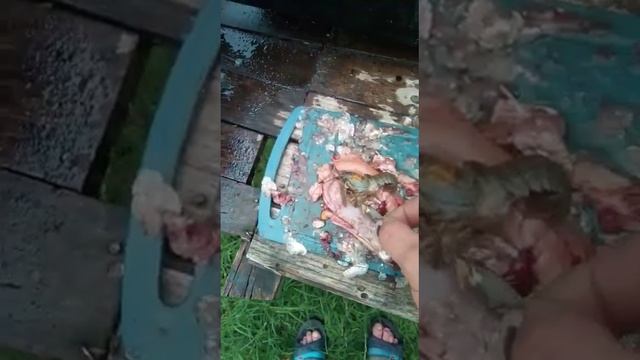 Щука с раком внутри смотреть онлайн