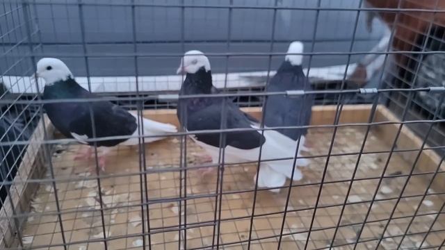 Рынок,Истра,ценопад..mp4 смотреть онлайн