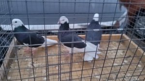 Рынок,Истра,ценопад..mp4