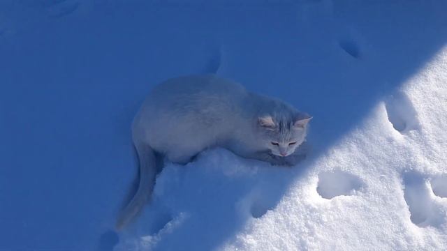 белый Лапка на белом снегу