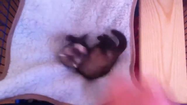 Фуня в гамаке смотреть онлайн