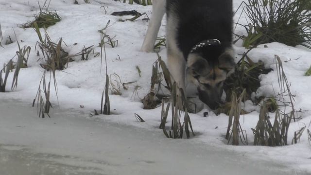 ВЕО рыбачит смотреть онлайн