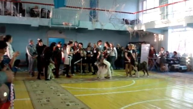 Кубок Фортуны Темиртау выставка собак 27.04.2014 смотреть онлайн