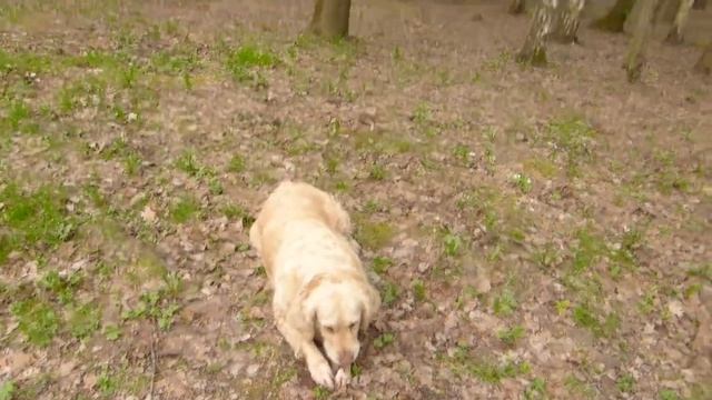 Наша собака Юта (май 2013) смотреть онлайн