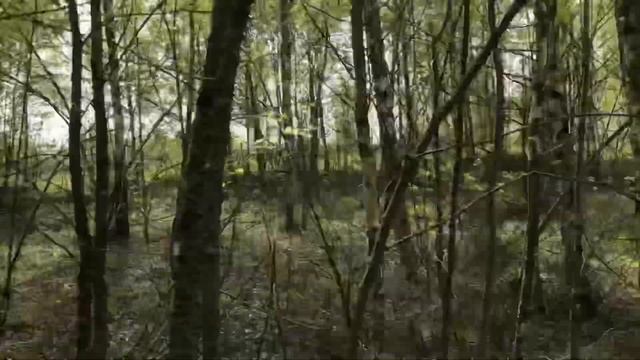 Старинный лес удивляет необычным ландшафтом смотреть онлайн