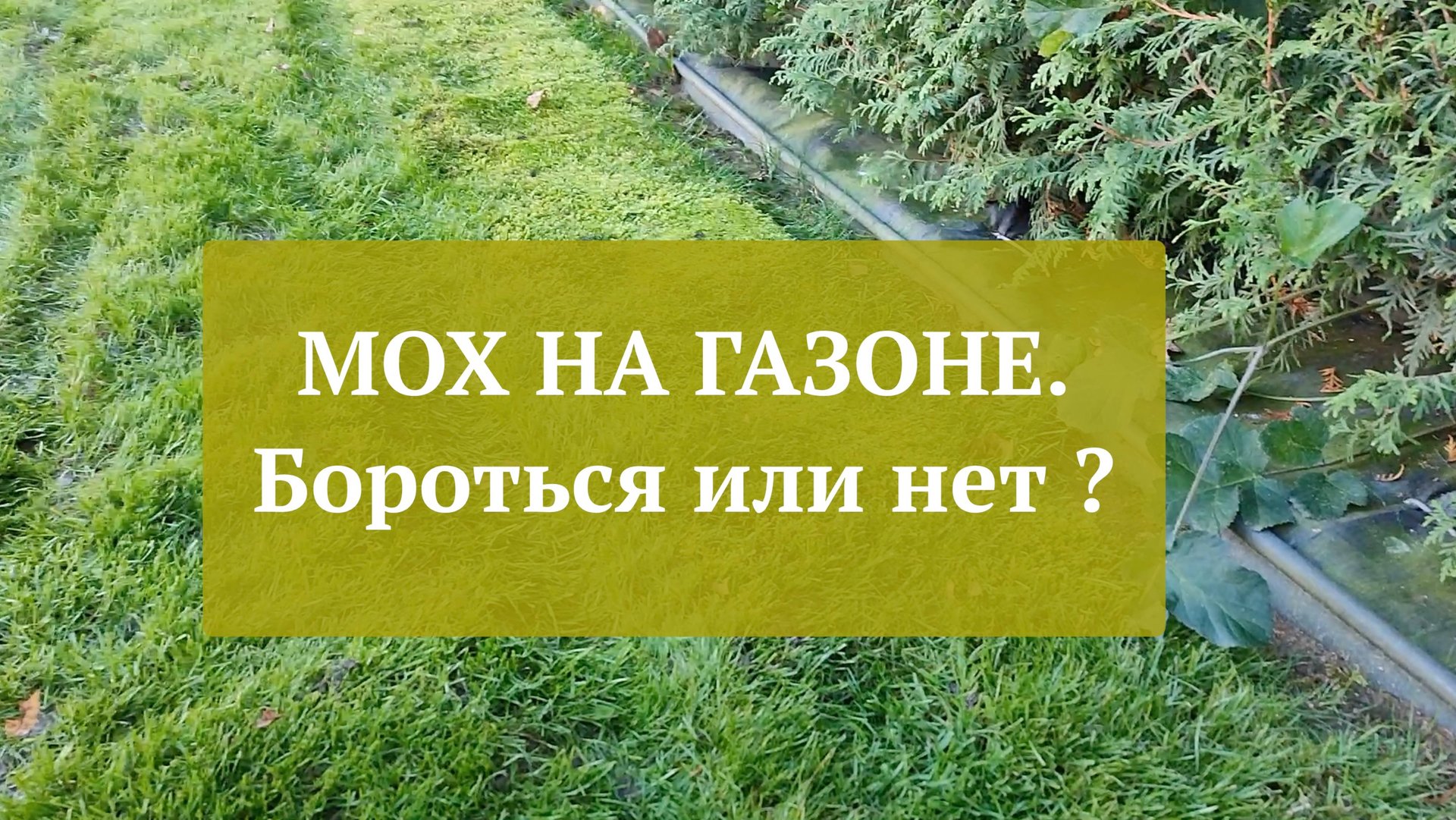 Мох на газоне. Бороться или нет.