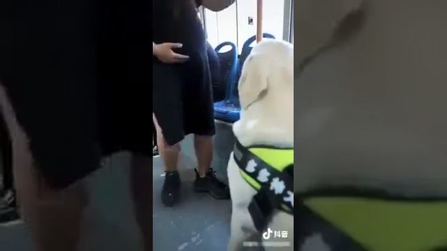 Собаки помощники смотреть онлайн