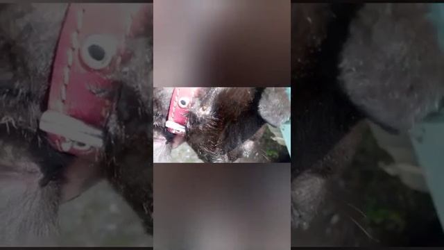 Мотороллер Муравей покрасили, клумбы доделали смотреть онлайн